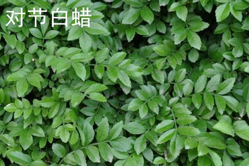 盐与醋混合国产一级性爱亚洲一级黄，一场味蕾的奇妙之旅